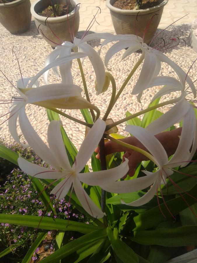 Flor De Mandacaru Pousada Boqueirao  Exteriér fotografie